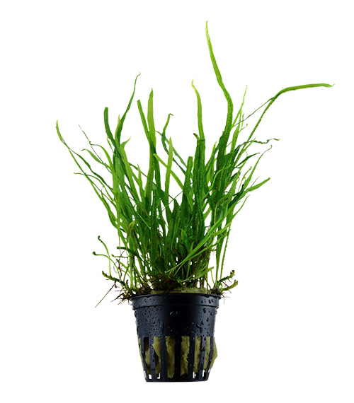 Microsorum pteropus 'Trident'